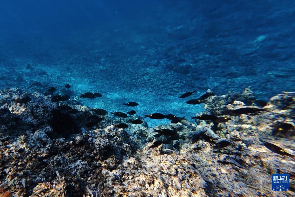 逐浪南海守蔚蓝