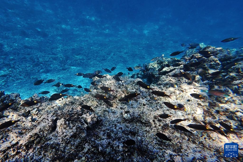 逐浪南海守蔚蓝