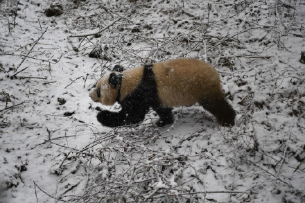 9只野化放归成活大熊猫已有自己的领地