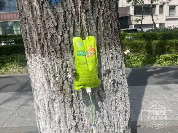 长春街头杨树为何打上“吊瓶”? 长春街头杨树为何打上“吊瓶”?