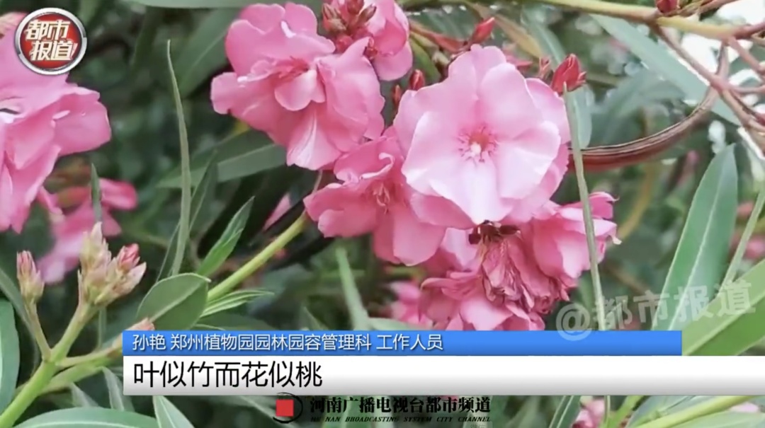 女子嘴含“网红花”拍照后中毒，紧急提醒：别乱摘乱碰