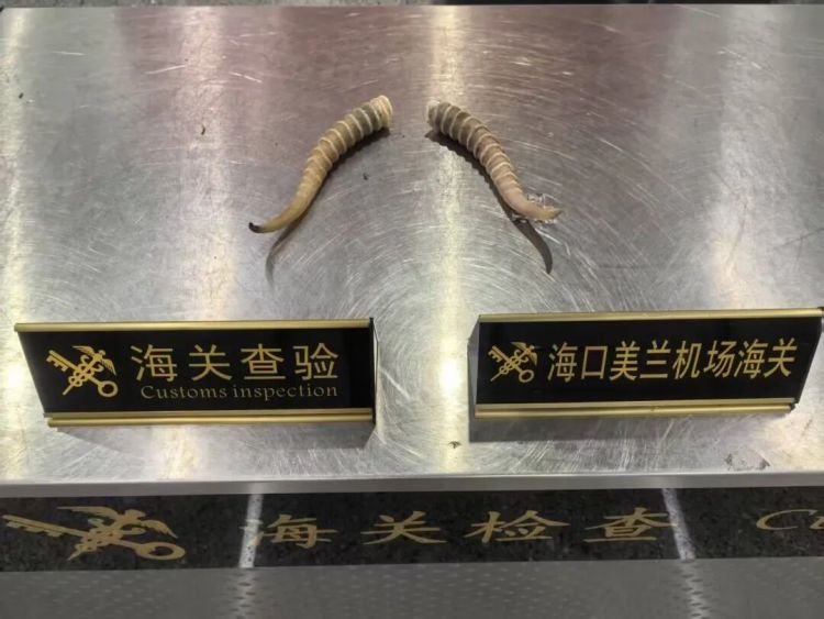 1名旅客通过海口海关时,在其行李中查获疑似羚羊角2根,重368克 1名旅客通过海口海关时,在其行李中查获疑似羚羊角2根,重368克
