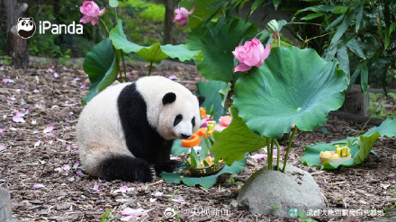 萌兰、花花和叶同时过生日！祝熊生快乐