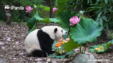 萌兰、花花和叶同时过生日！祝熊生快乐