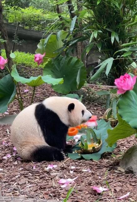 萌兰、和花、和叶,三只“小熊友”又长一岁! 萌兰、和花、和叶,三只“小熊友”又长一岁!