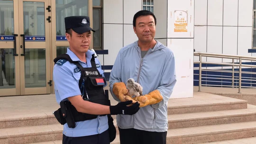 棕尾鵟不“狂”，红隼不“损”，它们都懂“有困难找警察”！