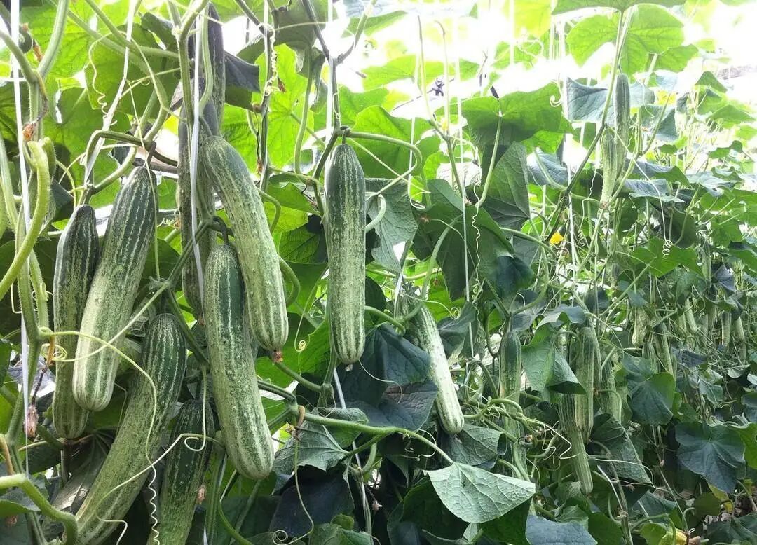 发现马上扔! 餐桌常见,男子吃后被放倒…紧急提醒:比砒霜还毒,煮熟也没用 发现马上扔! 餐桌常见,男子吃后被放倒…紧急提醒:比砒霜还毒,煮熟也没用