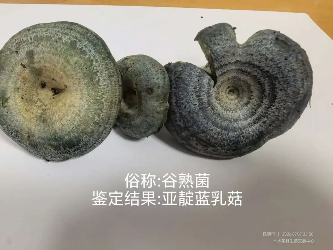 上新!云南野生菌可食菌种+5 上新!云南野生菌可食菌种+5