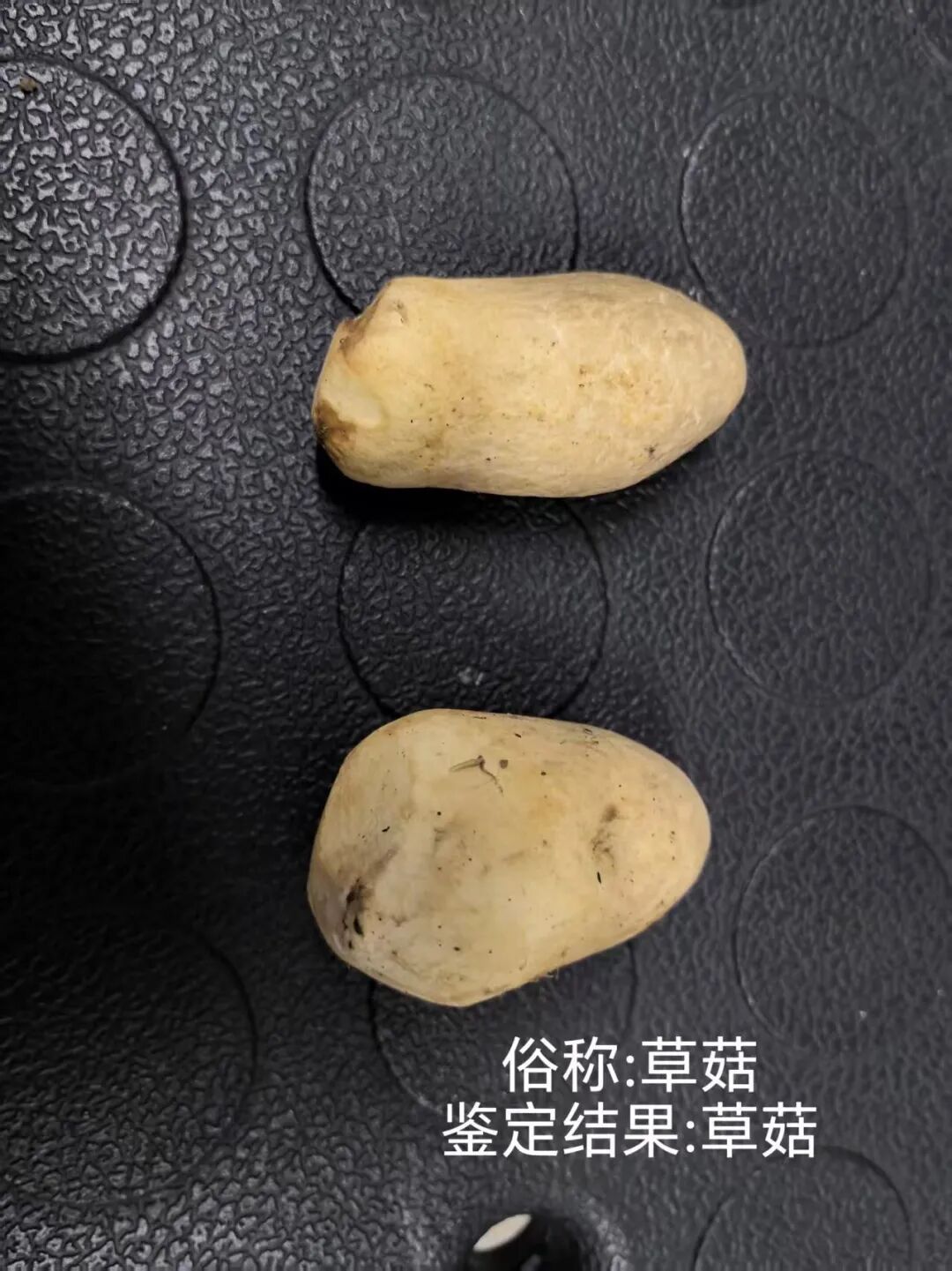 上新!云南野生菌可食菌种+5 上新!云南野生菌可食菌种+5