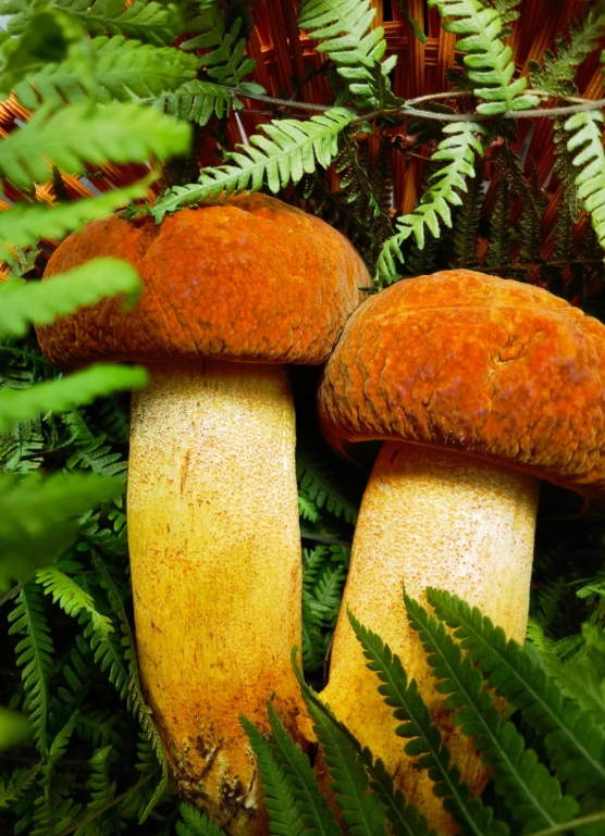 上新!云南野生菌可食菌种+5 上新!云南野生菌可食菌种+5
