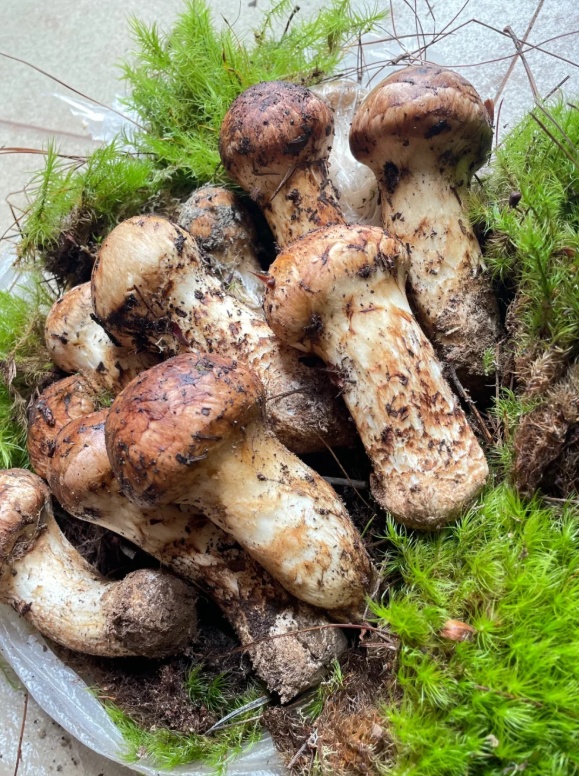 上新!云南野生菌可食菌种+5 上新!云南野生菌可食菌种+5