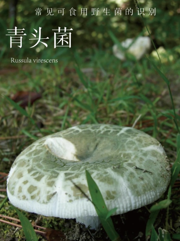 上新!云南野生菌可食菌种+5 上新!云南野生菌可食菌种+5