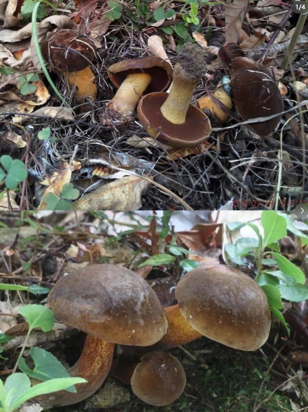 上新!云南野生菌可食菌种+5 上新!云南野生菌可食菌种+5