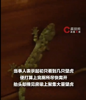 女子在三亚景区上厕所时，被满墙壁虎集体围观！景区回应