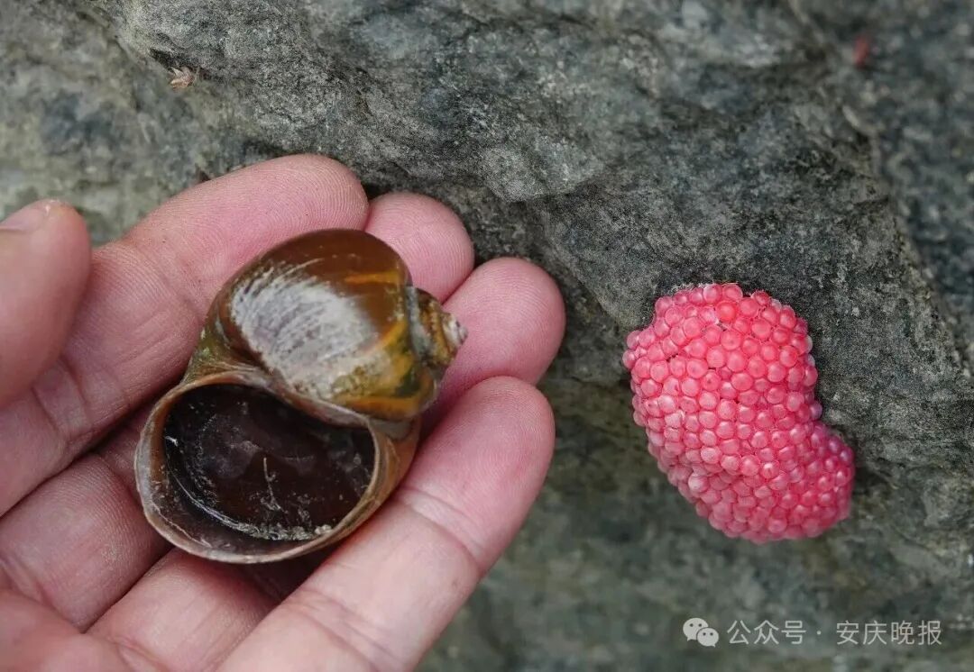 提醒!安庆多处水域出现粉红色颗粒状物,发现请及时上报 提醒!安庆多处水域出现粉红色颗粒状物,发现请及时上报