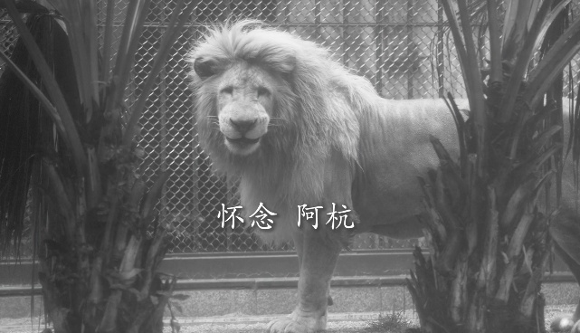 广州网红发型狮，"齐刘海"的阿杭去世！已是狮中"长寿老人"