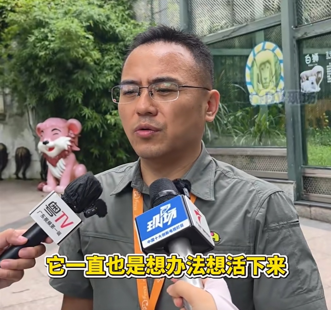 广州动物园“发型狮”离世,“它相当于百岁老人,最后时光很温柔,很坚强” 广州动物园“发型狮”离世,“它相当于百岁老人,最后时光很温柔,很坚强”