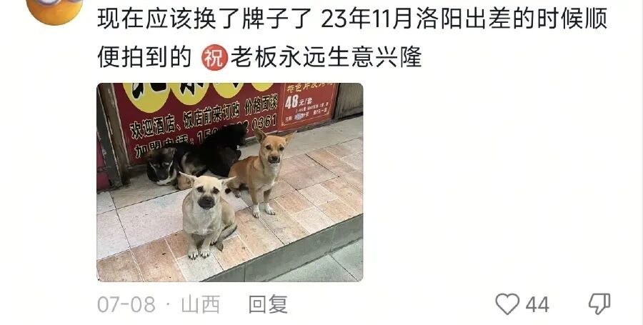 一烤鸭店每天第一波客人竟是汪汪队!5只小狗自觉排队等投喂 一烤鸭店每天第一波客人竟是汪汪队!5只小狗自觉排队等投喂