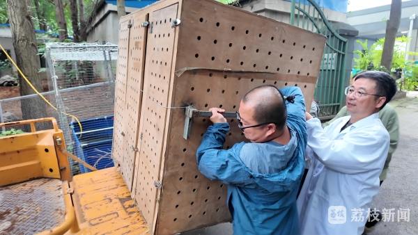 跨城接力!为了守护东方白鹳重返自然 跨城接力!为了守护东方白鹳重返自然