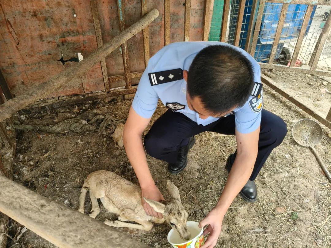 两只鹅喉羚幼崽落水获救，民警当了10天“保育员”，放归时它们回头了……