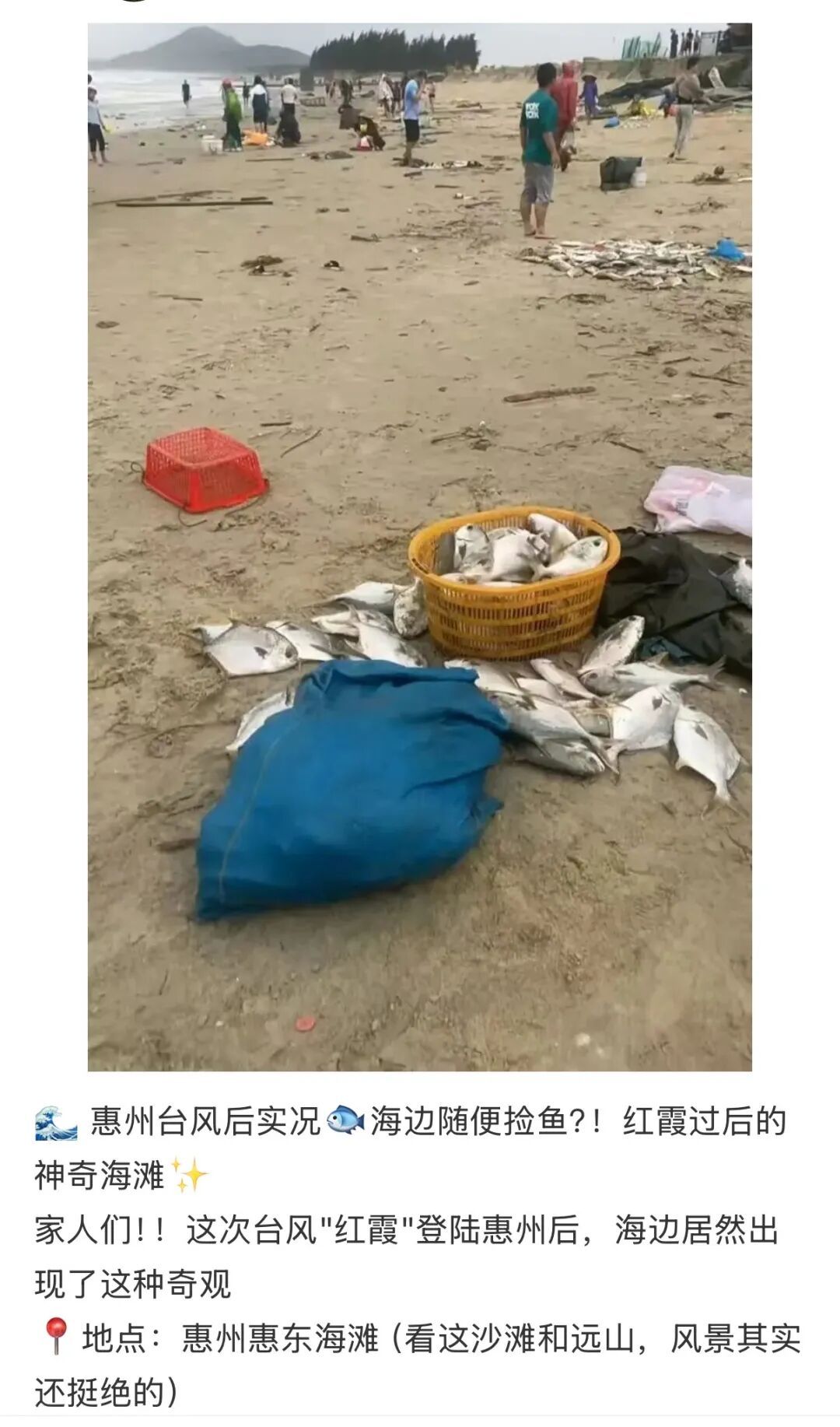 吃不完根本吃不完！广东有人捡了100多斤，专家提醒