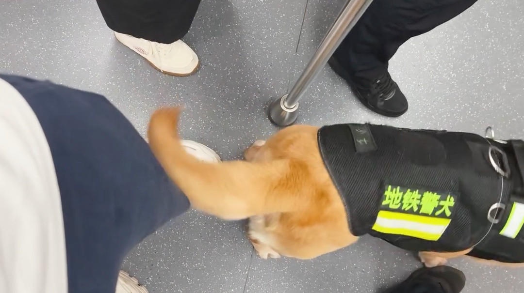 杭州地铁上被警犬“打”了两站路？网友：按摩得付费