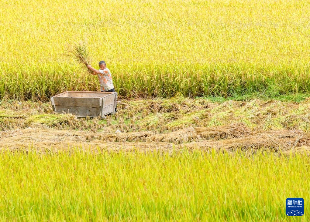 重庆黔江：武陵山区迎秋收
