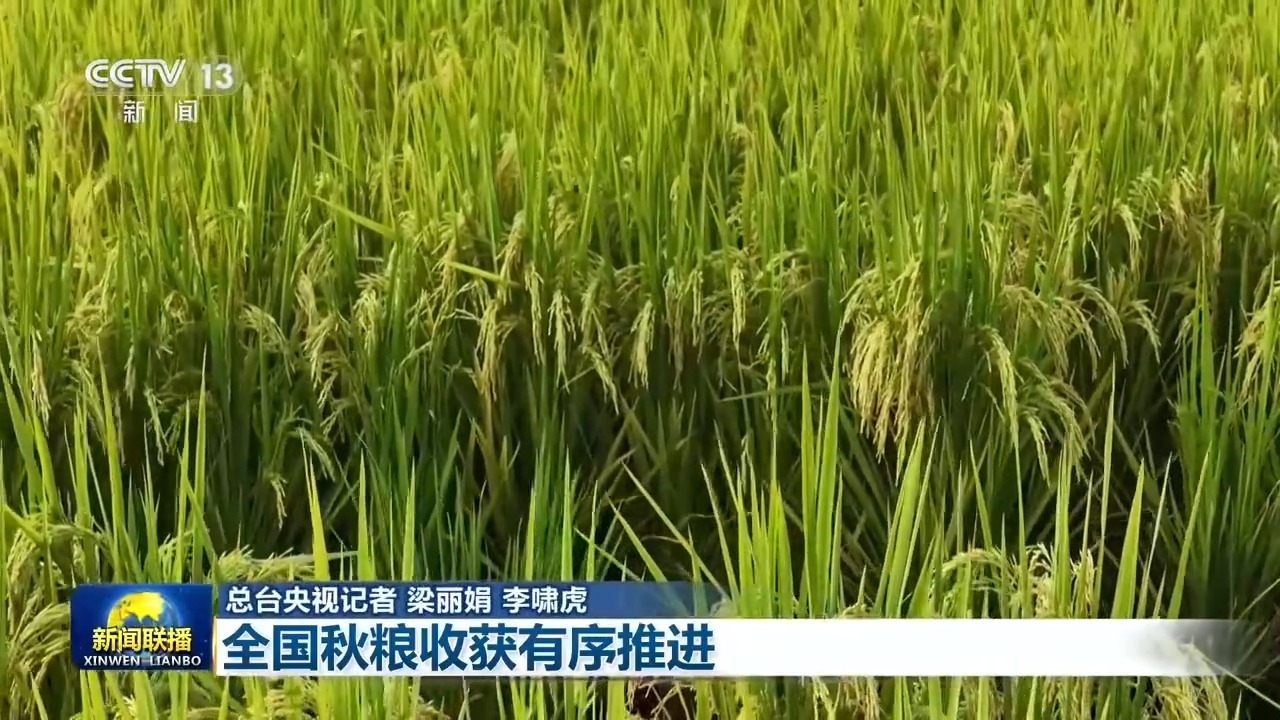 全国秋粮收获有序推进 多举措抢收确保颗粒归仓