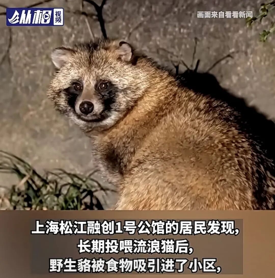 投喂流浪猫引来“不速之客” ,上海一小区架空层成排便点,异味难除 …… 投喂流浪猫引来“不速之客” ,上海一小区架空层成排便点,异味难除 ……
