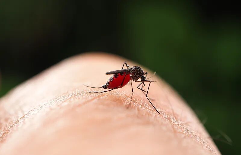 秋后蚊子来袭！预防“两热” 赶快消灭幼虫藏身地→
