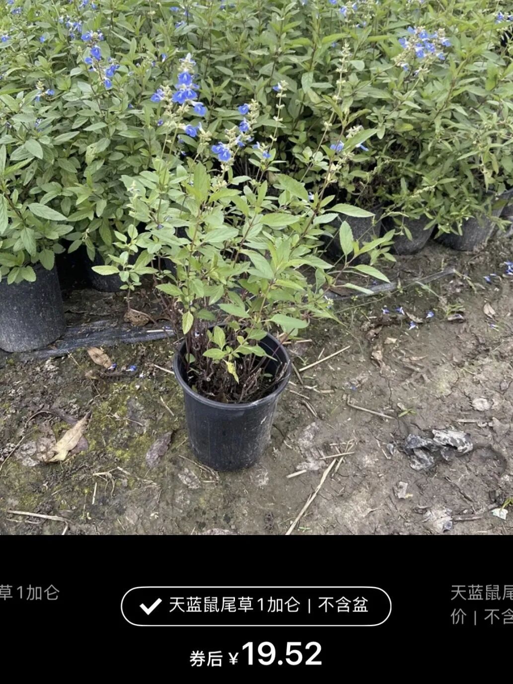 网友晒出领回家的小菊：“国庆退役花领养成功！！”