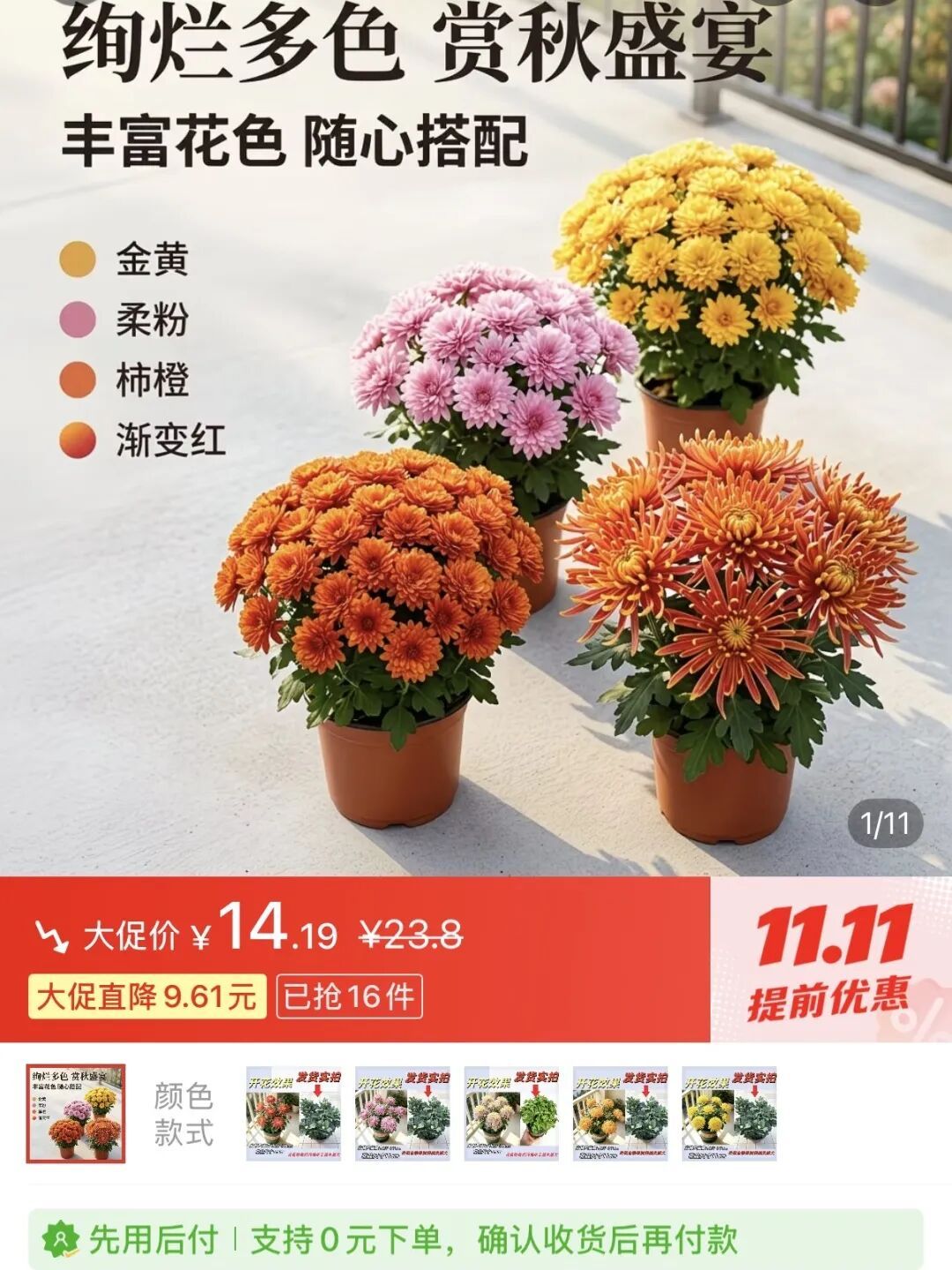 网友晒出领回家的小菊：“国庆退役花领养成功！！”