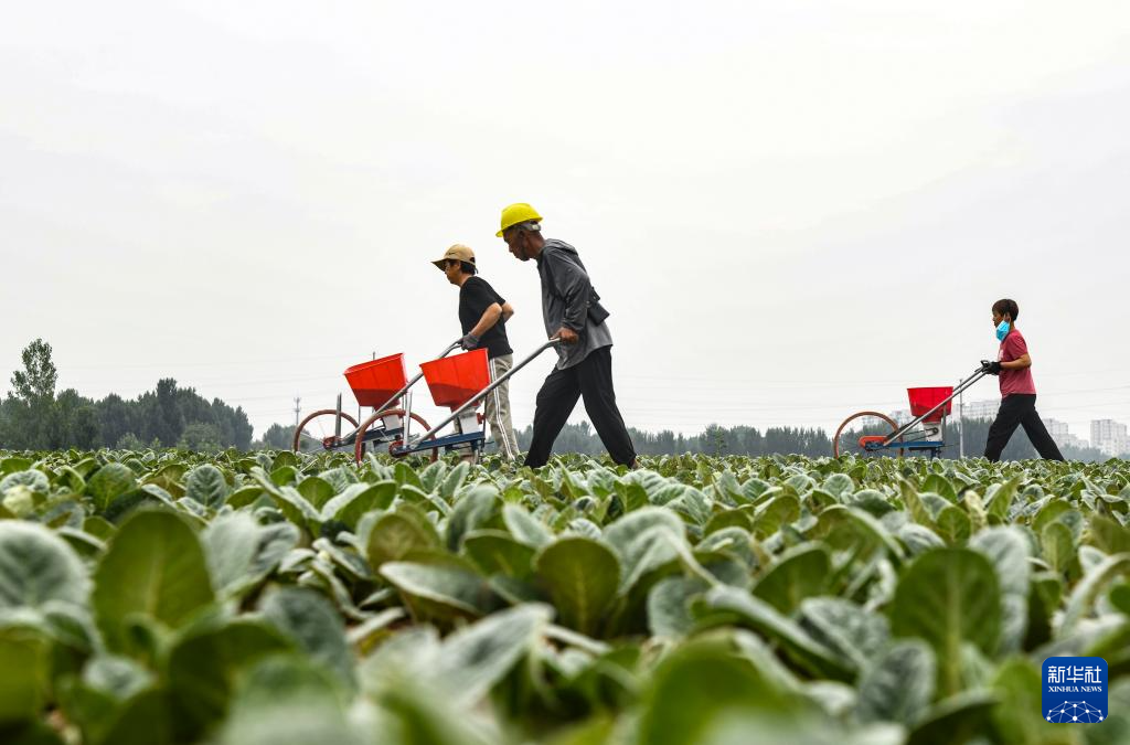 忙碌在盛夏的田野