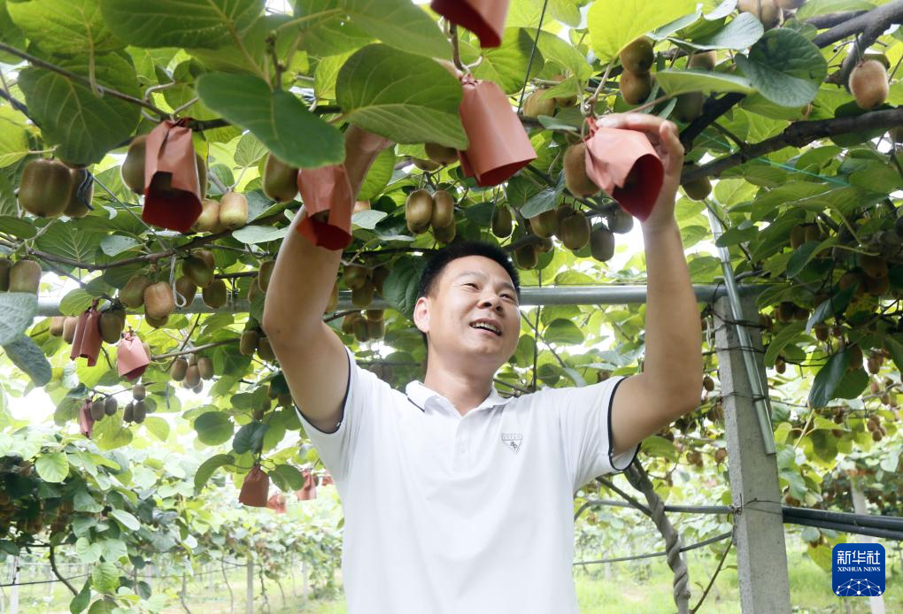 忙碌在盛夏的田野