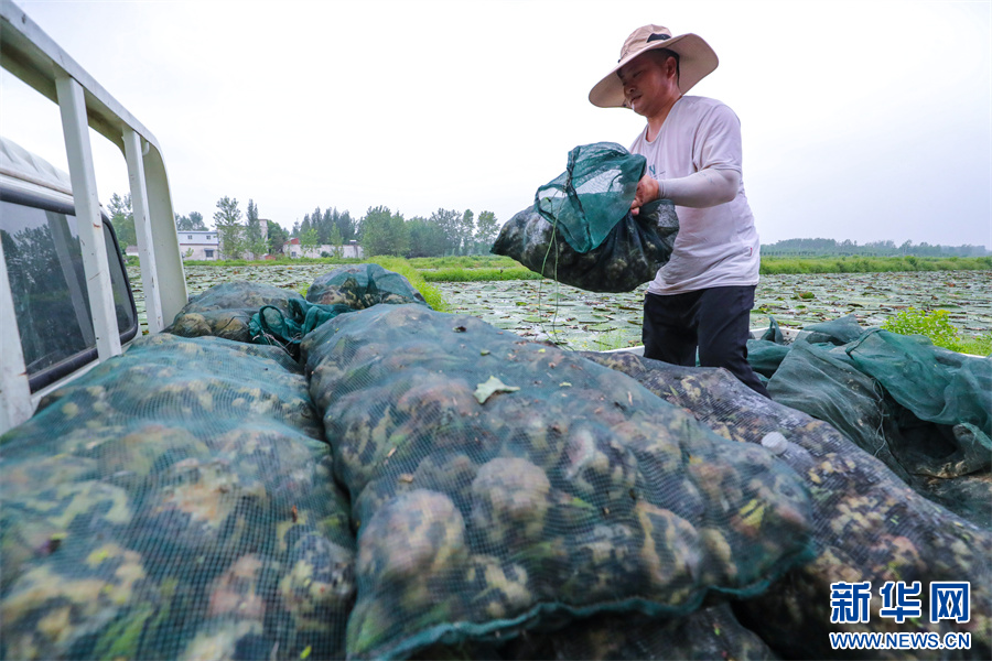 河南光山：芡实采收忙