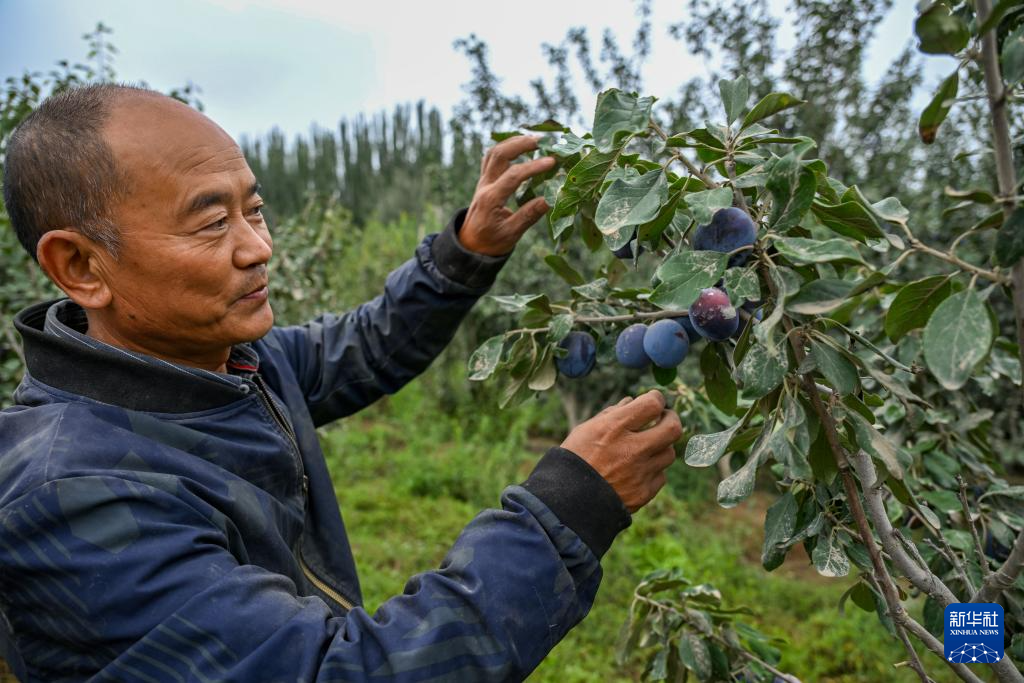 新疆昆玉：农工合作社带动居民致富增收