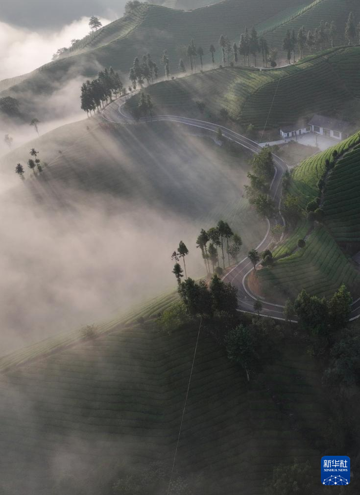 湖北鹤峰：雾笼茶园美如画