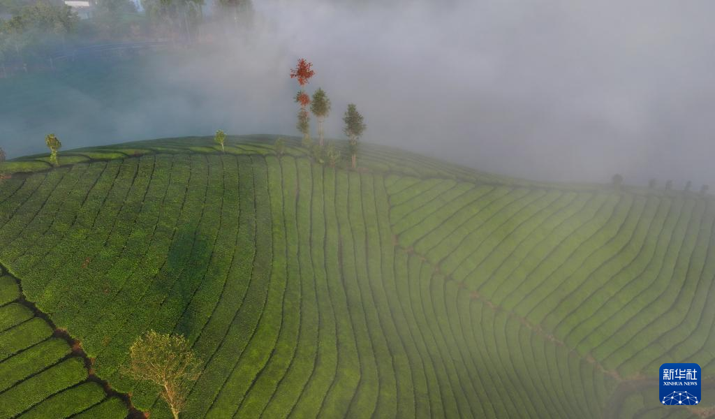 湖北鹤峰：雾笼茶园美如画