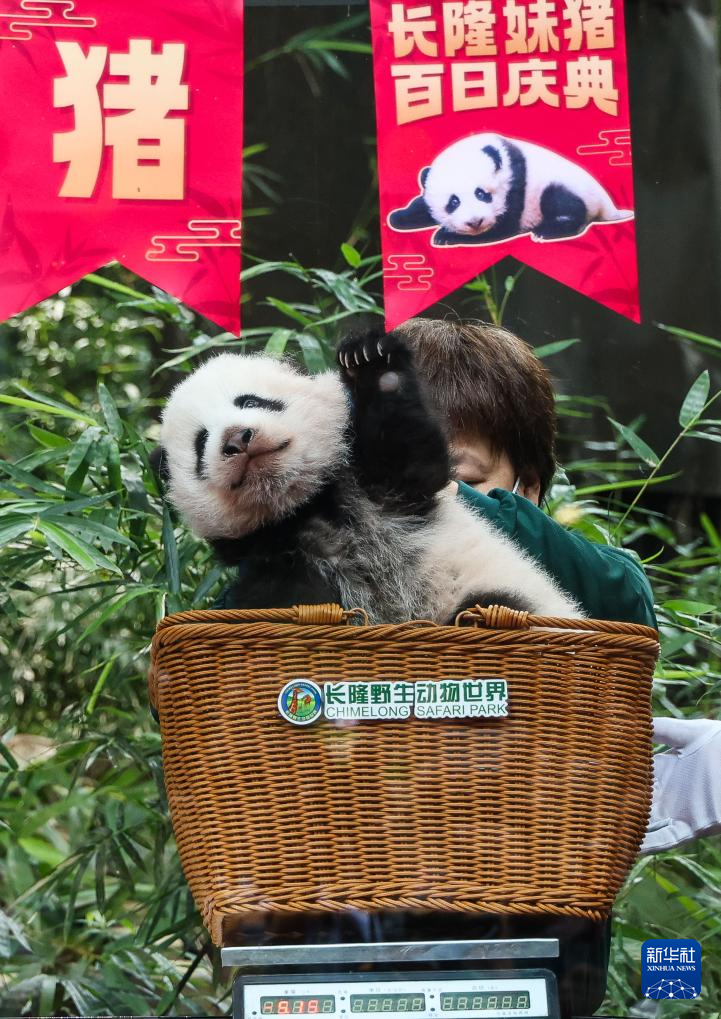 广州长隆大熊猫宝宝喜迎出生百日礼