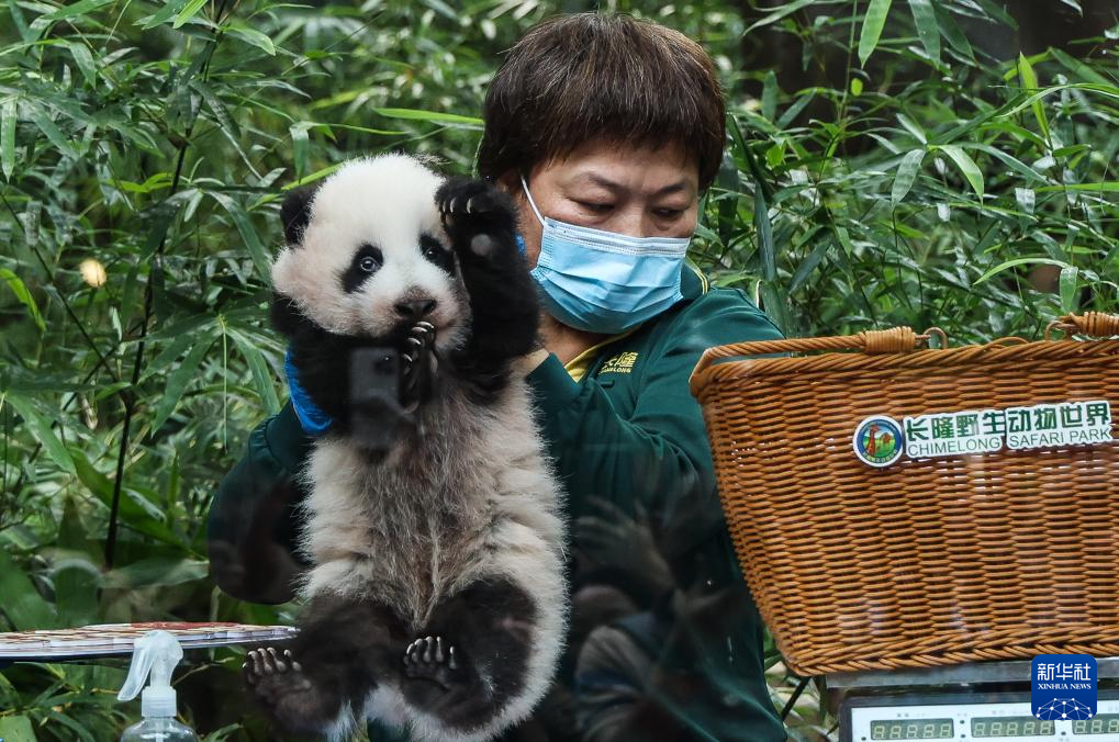 广州长隆大熊猫宝宝喜迎出生百日礼