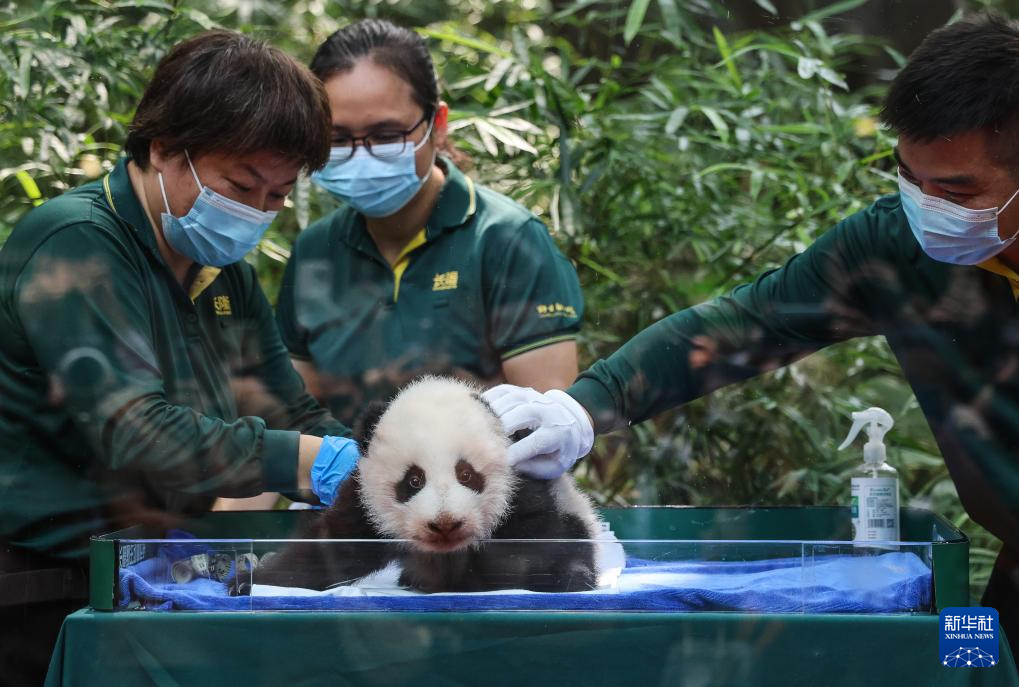 广州长隆大熊猫宝宝喜迎出生百日礼