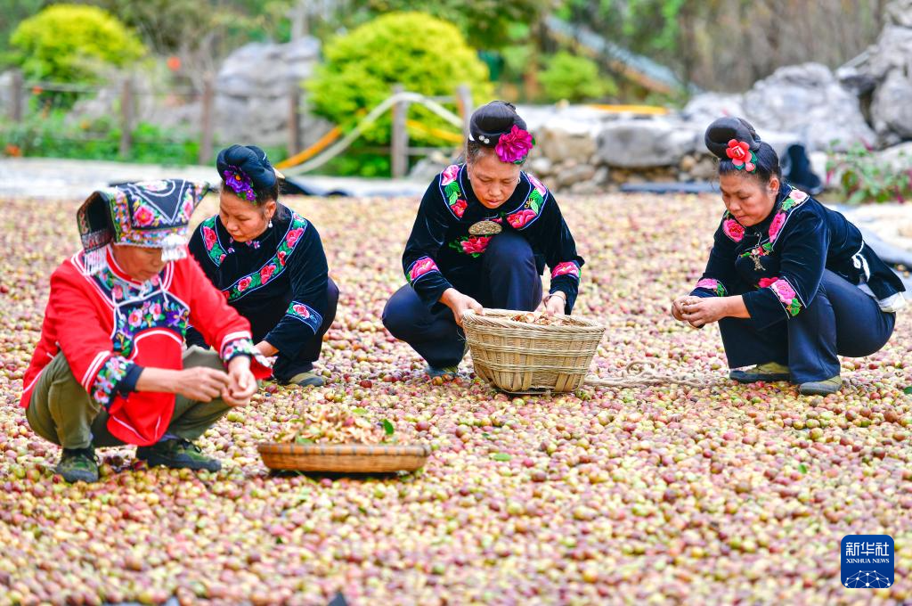 贵州龙里：油茶生态园迎秋收