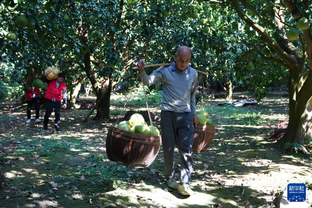 广西阳朔：漓江岸边采柚忙