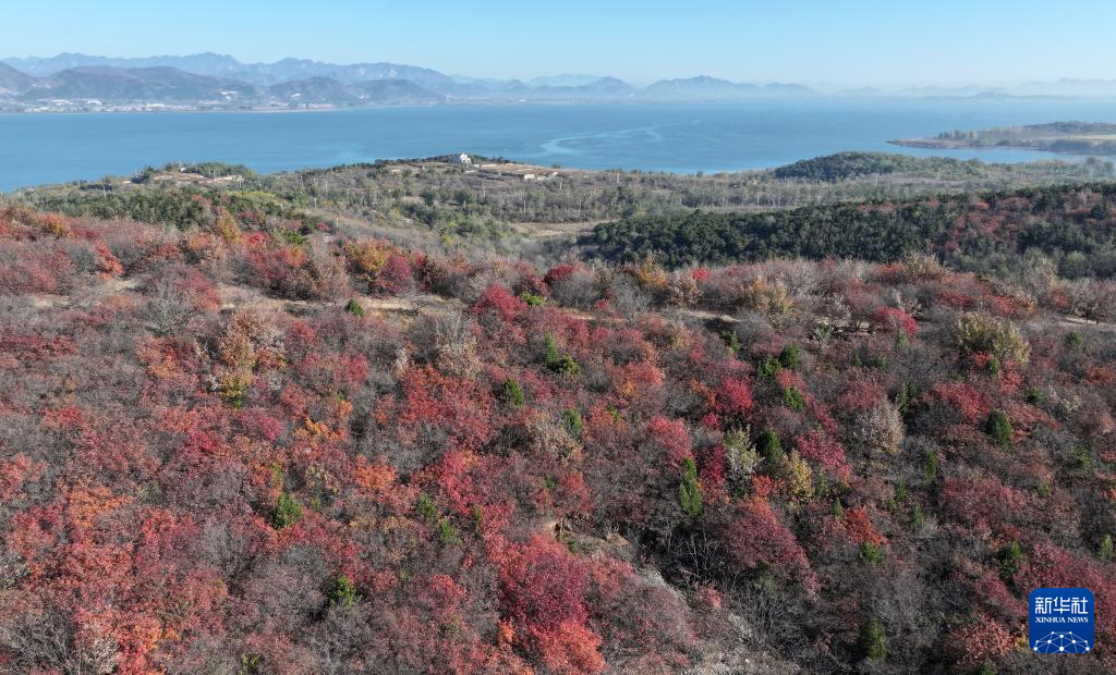 漫山秋叶 层林尽染