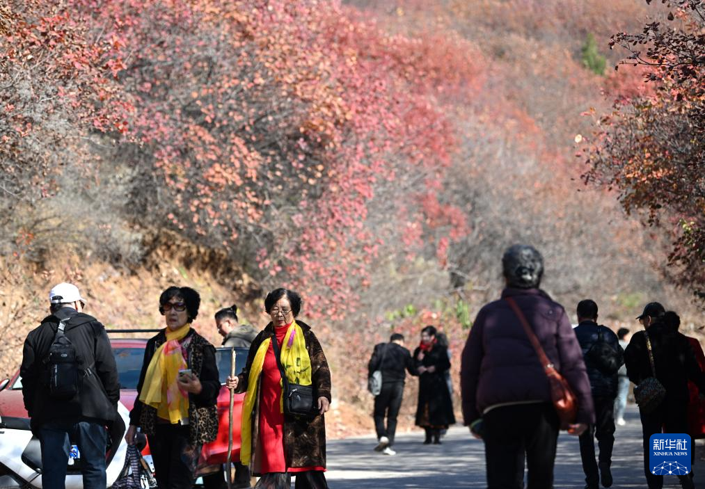 漫山秋叶 层林尽染