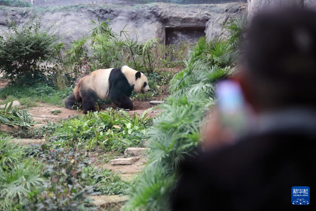 大熊猫在澳门：“开开”“心心”的日子 “健健”“康康”的生活