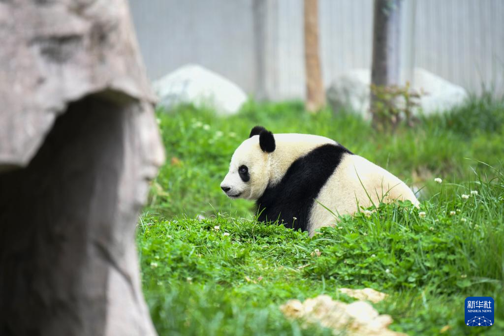 来看，“海归”大熊猫们的幸福生活