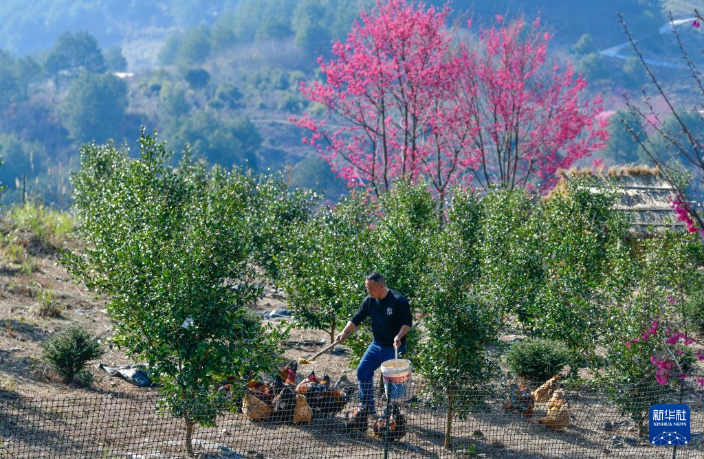 坚守荒山植绿 4000亩草坡变“花果园”