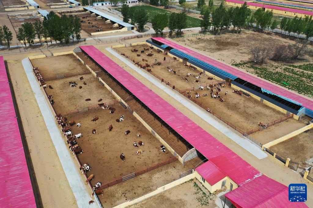 内蒙古鄂尔多斯：肉牛养殖助力乡村振兴