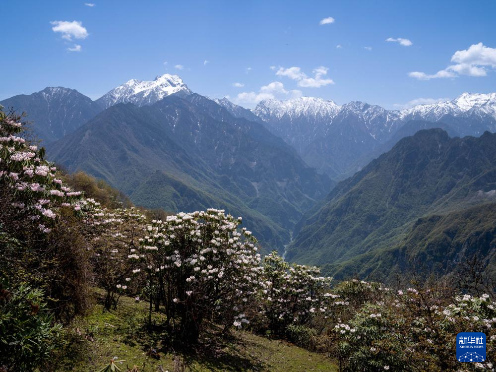 四川平武：千亩高山杜鹃花开迎客来